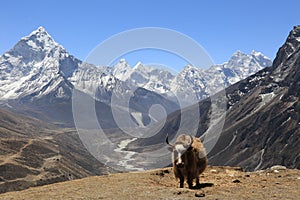 Yak standing in a remote mountainous area in Nepal