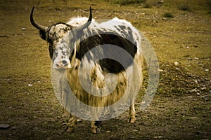 Yak staring in the camera, tibet