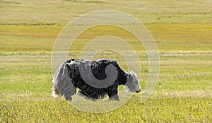 Yak Steppe Mongolia