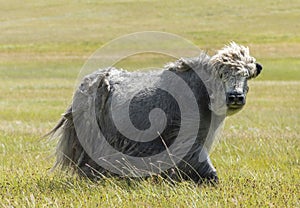 Yak Steppe Wind Mongolia