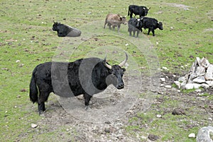 Yak in tibet