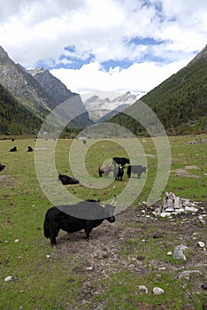 Yak in tibet