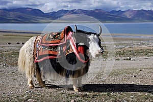 The yak, Tibet and lake.
