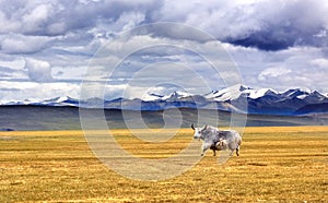 Yak on Tibet Plateau photo