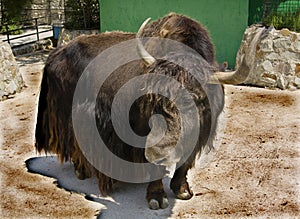 Yak Tibetan (Bos grunniens)