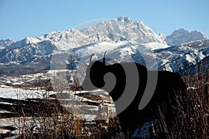 Yak on the Tibetan Plateau