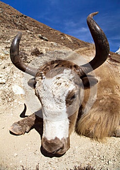Yak on way to Everest base camp Bos grunniens or Bos mutus - Nepal Himalayas mountains photo