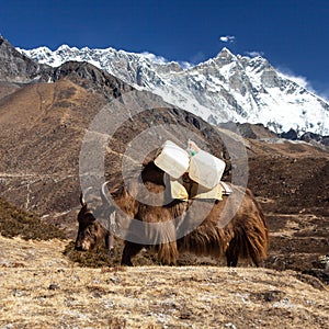 Yak on the way to Everest base camp and mount lhotse