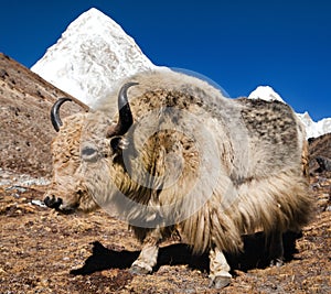 Yak on the way to Everest base camp and mount Pumo ri