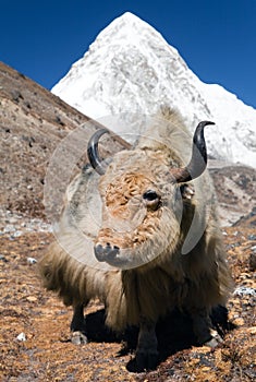 Yak on the way to Everest base camp and mount Pumo ri