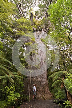 Yakas - Large Kauri Tree photo