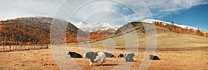 Yaki on a mountain pasture, Mongolia
