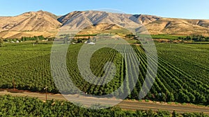 Yakima valley cherry orchard farm agriculture