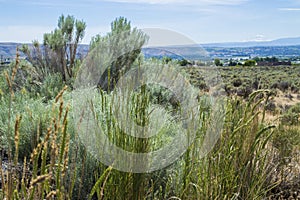 Yakima valley landscape