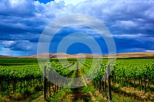 Yakima Valley Vineyard photo