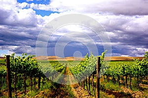 Yakima Vineyard under cloudy sky