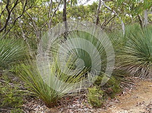 A Yakka plant in the bush