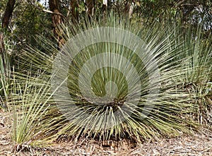 A Yakka plant in the bush