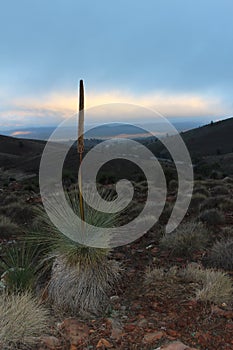 Yakka Plant in the Flinders Ranges