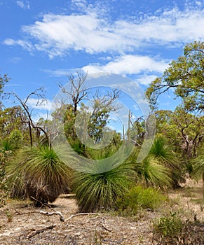 Yakka Trees: Australian Bushland
