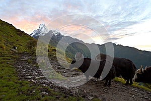 Yaks along the trek to Mardi Himal base camp, with Machapuchare peak in the horizon at sunrise, Annapurna Sanctuary, Nepal