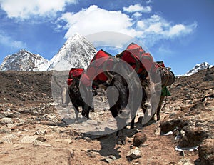 Yaks with bags on the way to mount Everest base camp