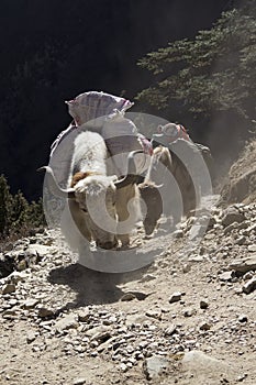 Yaks carry loads. Himalayas, Nepal.