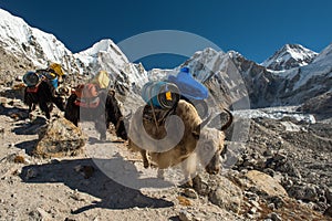 Yaks carrying heavy goods to Everest Base Camp in Himalaya - Sag