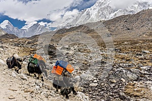 Yaks carrying heavy loads on Everest Base Camp Trek