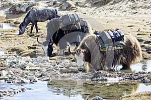 Yaks carrying loads and grazing in glacial pond Everest base camp trek Lobuche Nepal