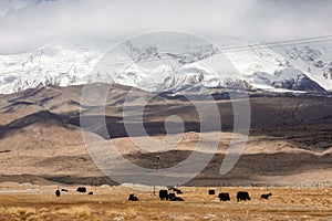 Yaks at foot of Muztagata Mountain on Pamirs in Fall