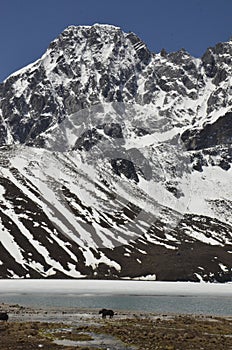 Yaks at Gokyo Lakes