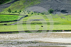 Yaks graze at the river dam in the grassland of Xinduqiao in Western Sichuan