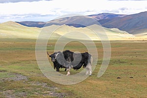 Yaks grazes in the steppes of Mountain Mongolia Altai