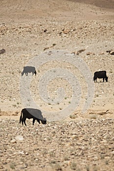 Yaks grazing in Himalayas. Ladakh