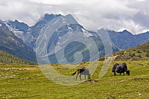 Yaks grazing in tibetan highlands