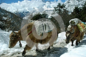 Yaks in the Himalaya