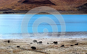 Yaks by the lakeside