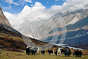 Yaks in Langtang valley