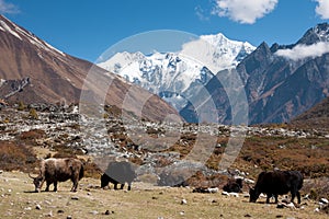 Yaks in Langtang Valley, Langtang National Park, Rasuwa Dsitrict, Nepal