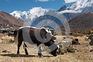 Yaks in Langtang Valley, Langtang National Park, Rasuwa Dsitrict, Nepal