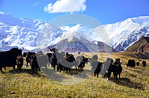 Yaks at Lenin Peak basecamp