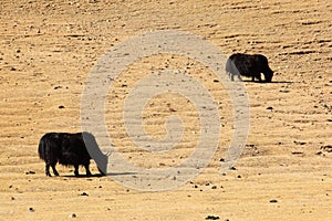 Yaks in Mongolia