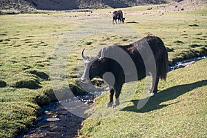 Yaks in mountains next to Pamir highway in Tajikistan