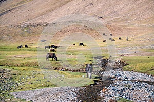 Yaks in mountains next to Pamir highway in Tajikistan