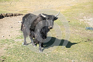 Yaks in mountains next to Pamir highway in Tajikistan