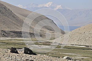 Yaks with natural landscape in Leh Ladakh