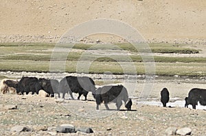 Yaks with natural landscape in Leh Ladakh