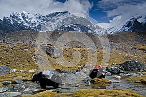 Yaks in Nepal