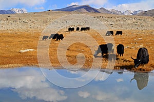 Yaks on the Pamir Highway